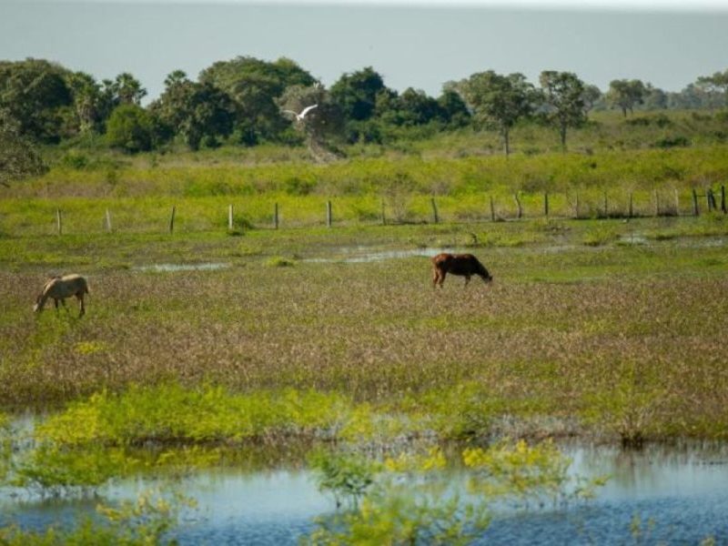 Áreas nativas podem gerar renda? Veja como preservar e ganhar dinheiro com isso
