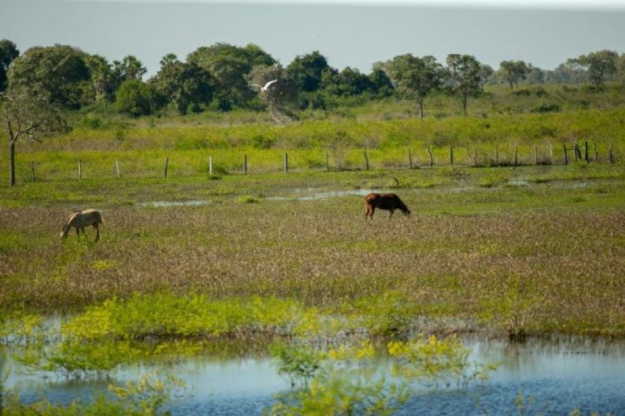 Áreas nativas podem gerar renda? Veja como preservar e ganhar dinheiro com isso
