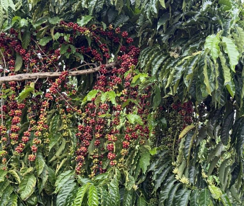 Juína sedia o 1º Concurso de Qualidade de Café de MT em outubro