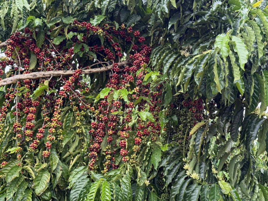 CAFÉ DE QUALIDADE - Juína recebe 1º Concurso de Qualidade de Café de Mato Grosso no dia 31 de outubro