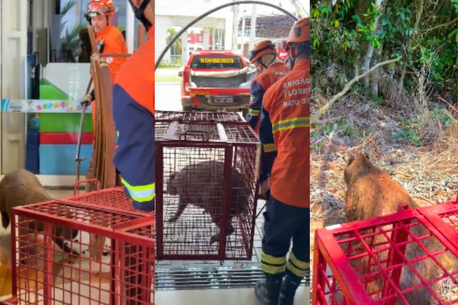 Capivara em pizzaria: bombeiros resgatam animal em MT