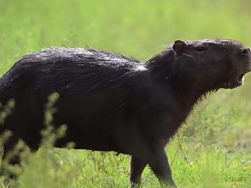 Capivara emite som similar a latido; entenda a comunicação do roedor