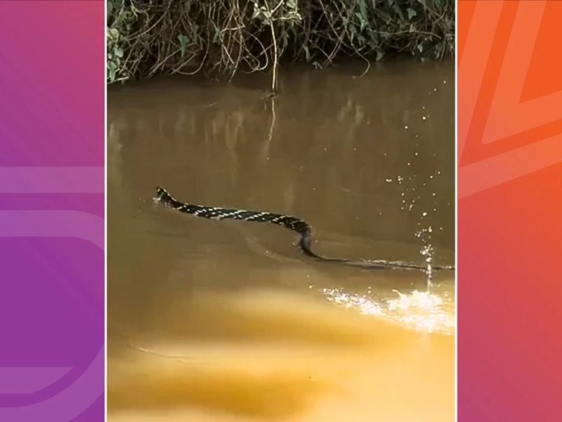 Cobra com fama de perseguir pessoas é vista cruzando rio em alta velocidade
