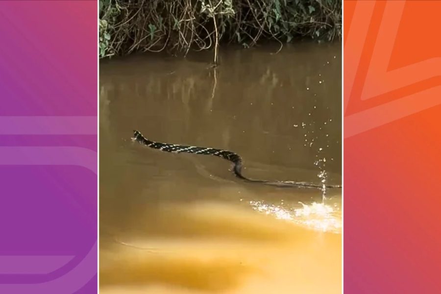 Cobra com fama de perseguir pessoas é vista cruzando rio em alta velocidade