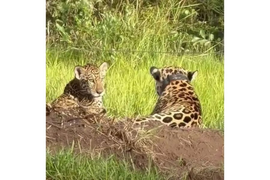 Filhote de onça Jax explora o Pantanal sob olhar protetor da mãe Surya