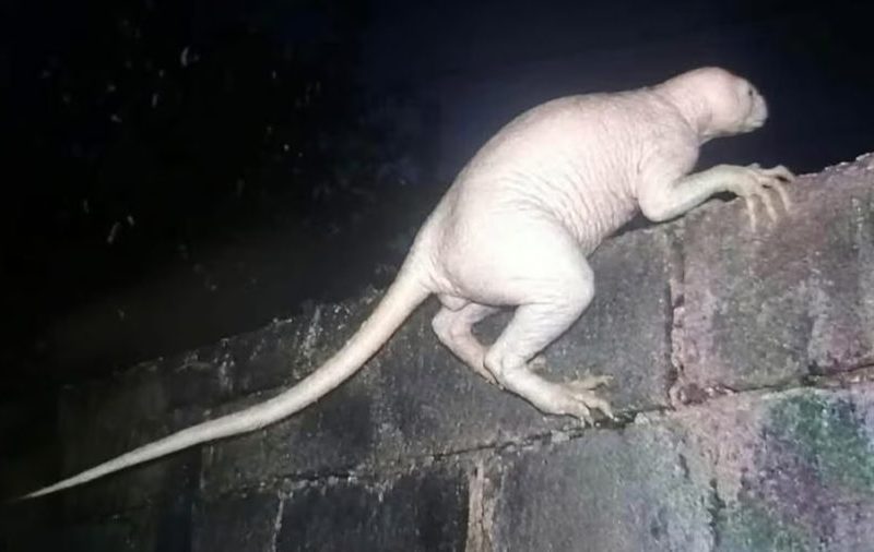 Criatura misteriosa e ‘careca’ causa pânico após atacar animais