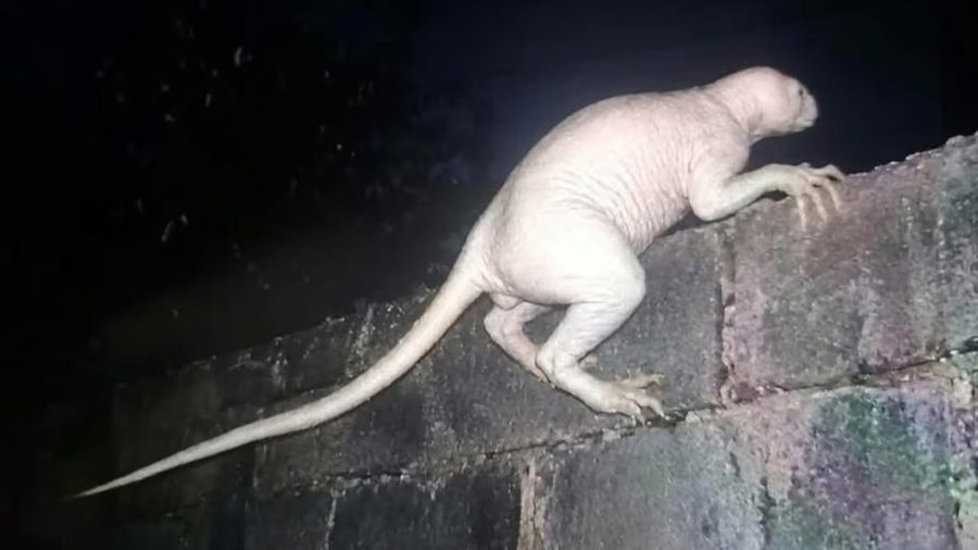 Criatura misteriosa e ‘careca’ causa pânico após atacar animais