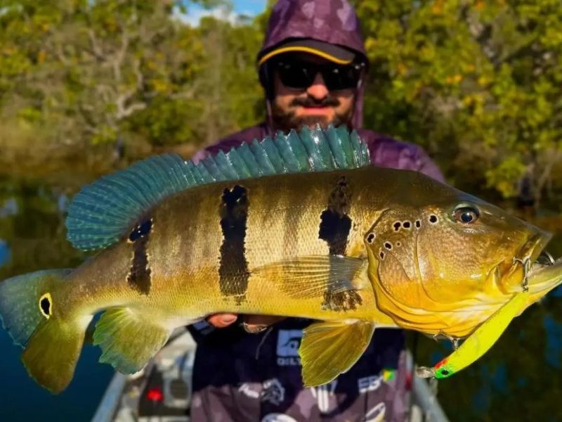 Deputados de MT propõem liberação da pesca do tucunaré na piracema