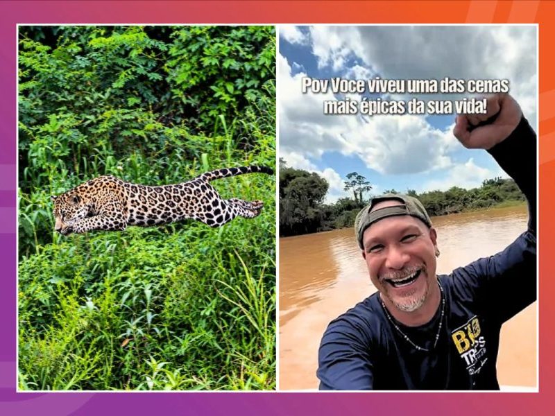 Diante de plateia, onça ataca jacaré e transforma Pantanal em palco de caçada rápida e certeira