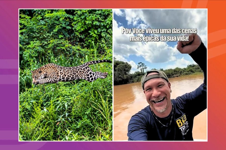 Diante de plateia, onça ataca jacaré e transforma Pantanal em palco de caçada rápida e certeira