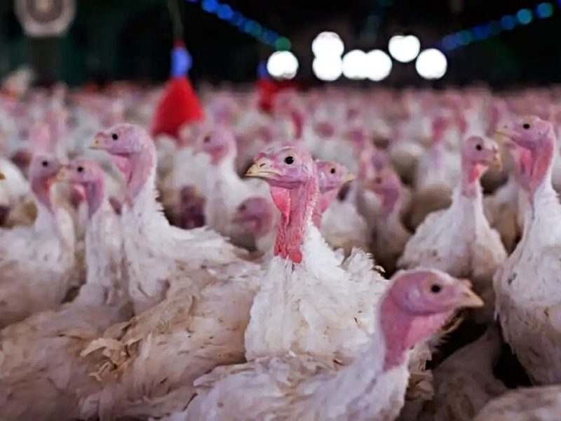 Doença grave é registrada em granja brasileira e exportações são barradas pela China, México e Chile