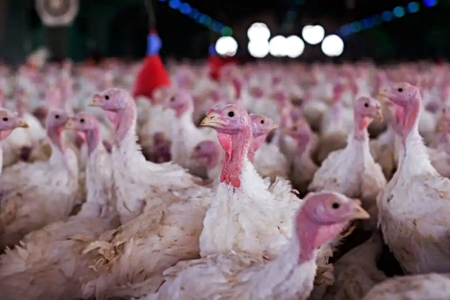 Doença grave é registrada em granja brasileira e exportações são barradas pela China, México e Chile