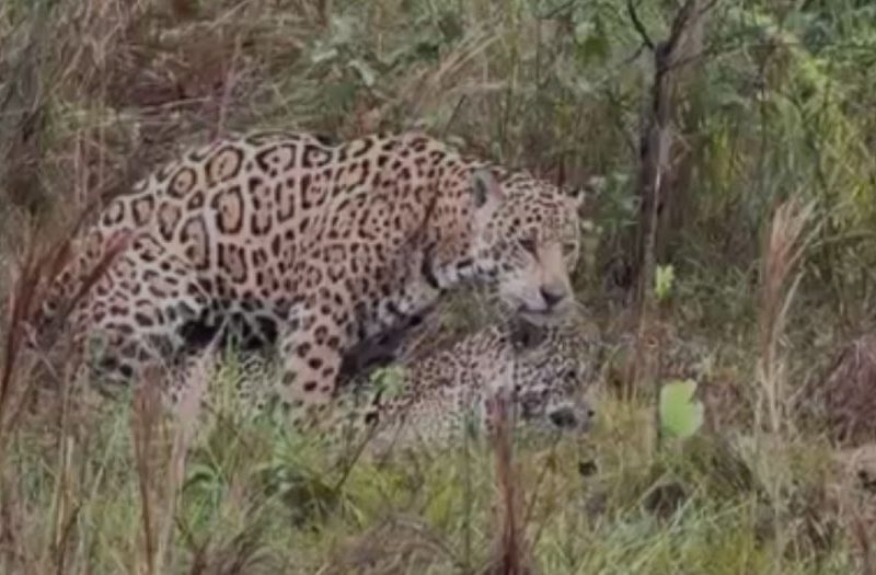 Onças-pintadas são flagradas em momento íntimo no Pantanal