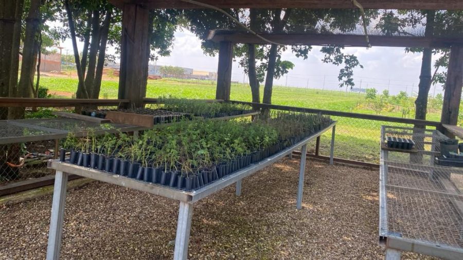 Escola de Saúde Pública de MT forma profissionais do SUS para prescrever plantas medicinais e fitoterápicos em Primavera do Leste