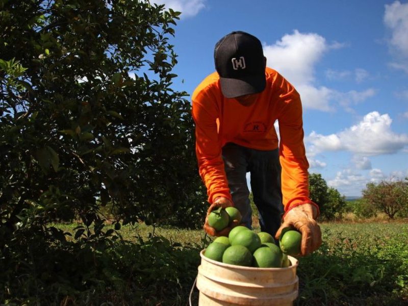 Exposto ao sol e agrotóxicos, colhedor de laranjas consegue aposentadoria especial do INSS