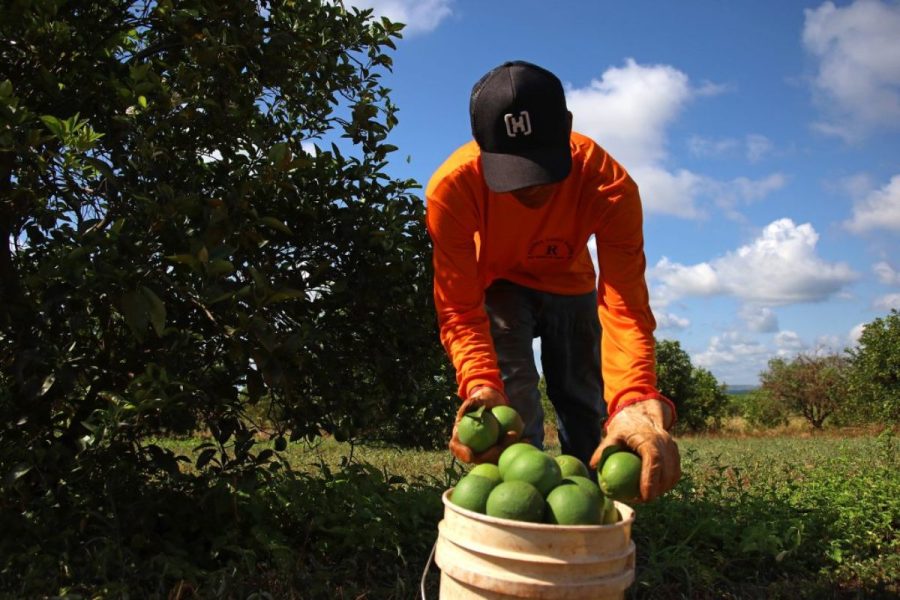 Exposto ao sol e agrotóxicos, colhedor de laranjas consegue aposentadoria especial do INSS