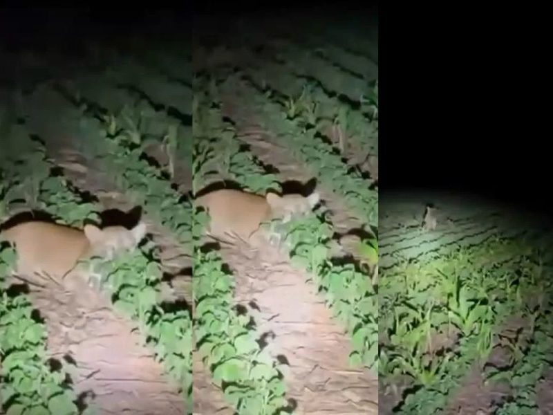 Família registra onça-parda em lavoura de soja em Mato Grosso
