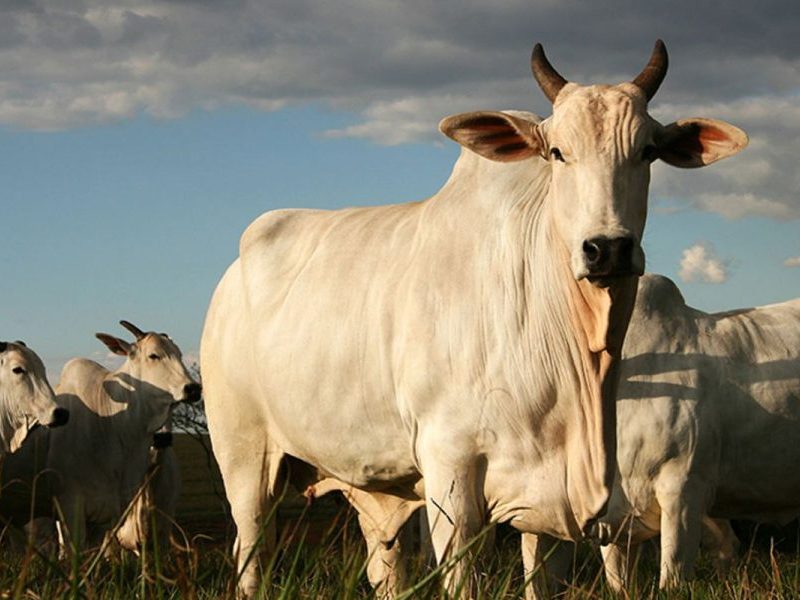Fazenda de MT recebe autorização para captar até 380 mil litros de água por dia para 6 mil bois