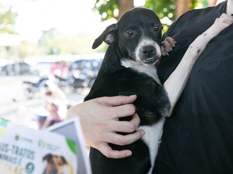Feira no Parque Tia Nair registra seis adoções de cães