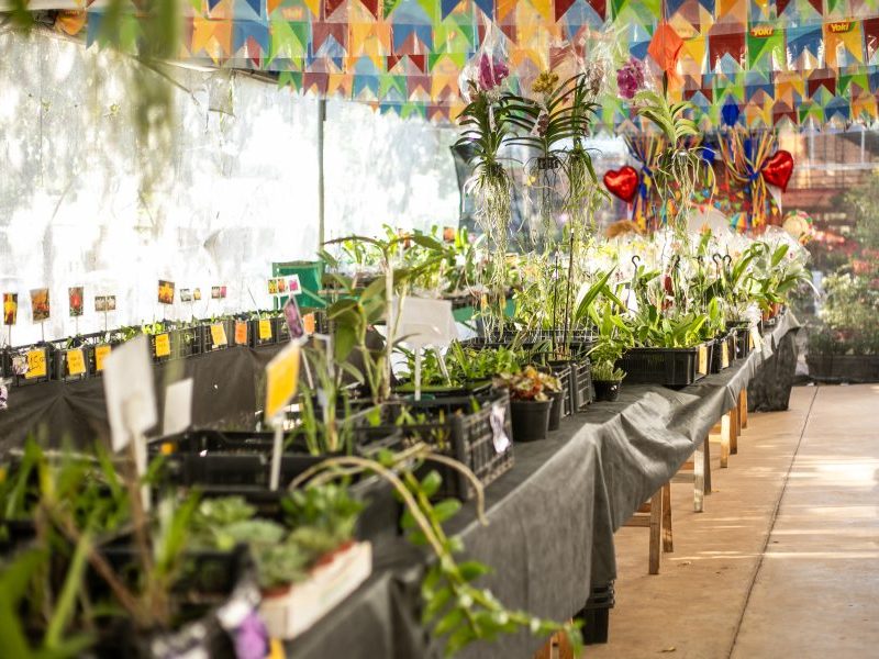 Festival de Orquídeas e Rosas do Deserto agita Cuiabá a partir de hoje