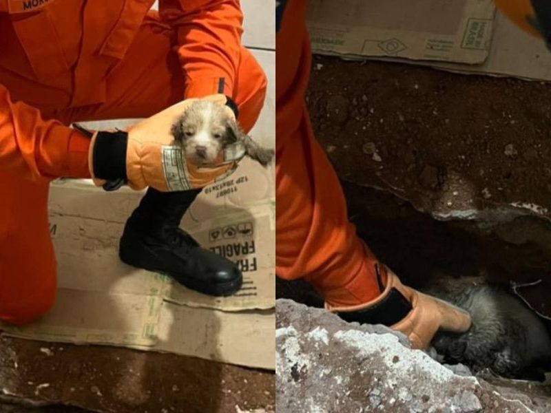 Cachorrinho preso em tubulação é resgatado pelos bombeiros em MT
