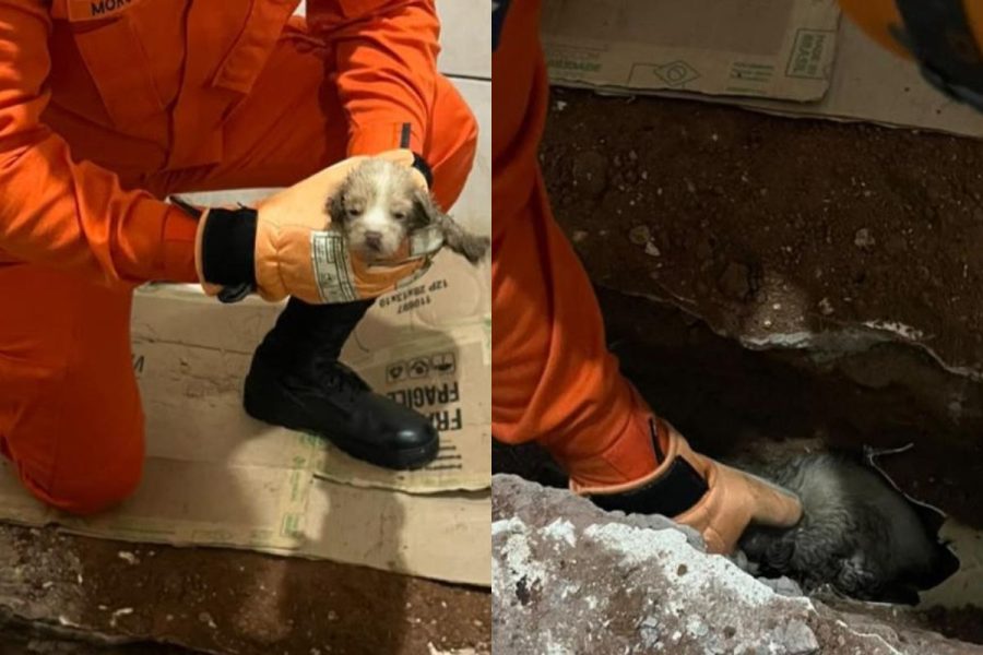 Filhote entra em tubulação, dá trabalho para o dono e precisa ser resgatado pelos bombeiros