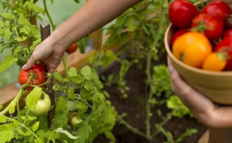 IFMS abre seleção para aquisição de alimentos da agricultura familiar