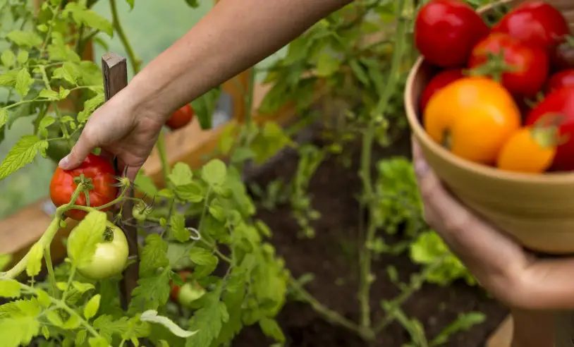 IFMS abre chamada para compra de alimentos da agricultura familiar