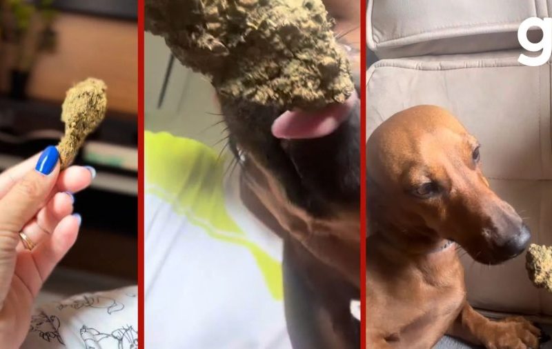 Jovem é detida por oferecer maconha a cachorro em Sorriso, MT