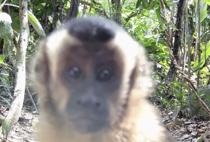 Macacos-prego interagem e ‘investigam’ câmera de monitoramento em fazenda no Nortão; assista