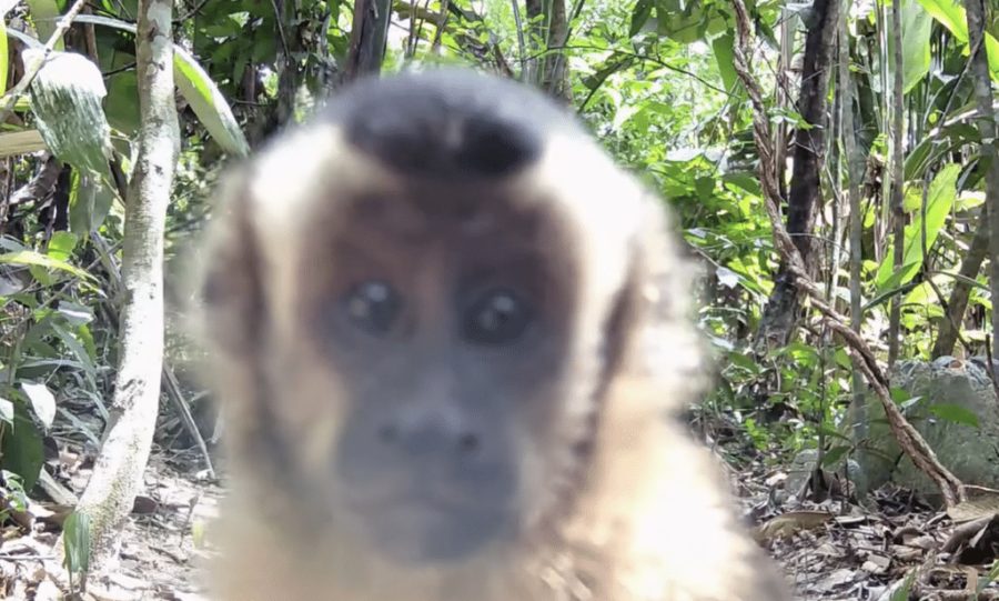 Macacos-prego interagem e ‘investigam’ câmera de monitoramento em fazenda no Nortão; assista