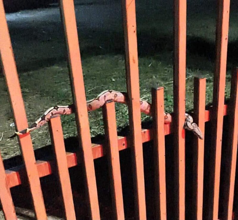 Moradores encontram serpente no portão de casa no Nortão
