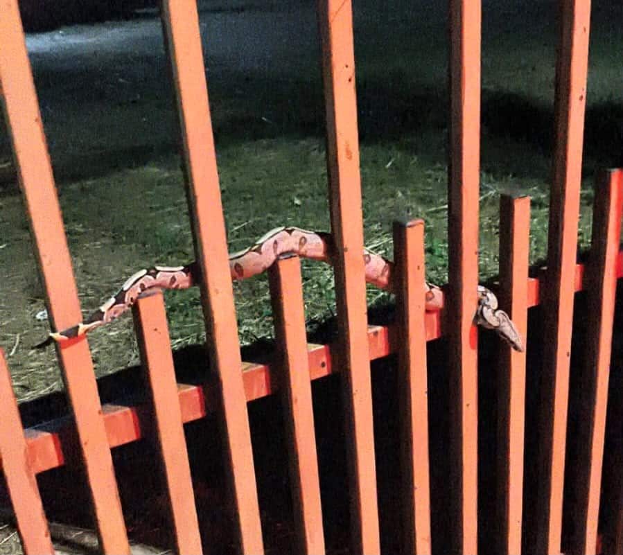 Moradores encontram serpente no portão de casa no Nortão