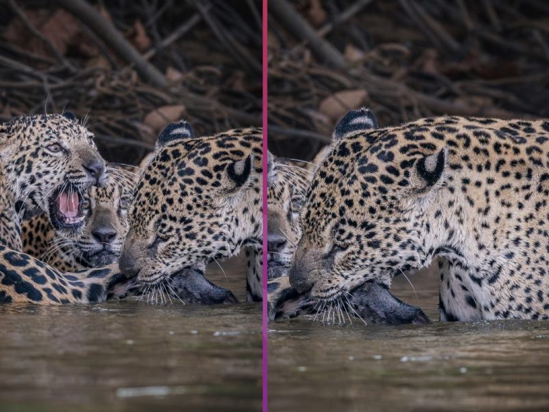 Mordidas no rabo e brincadeira na água: onça diverte filhotes da primeira ninhada no Pantanal