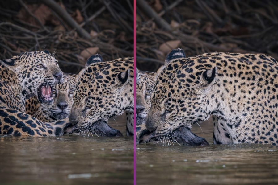 Mordidas no rabo e brincadeira na água: onça diverte filhotes da primeira ninhada no Pantanal