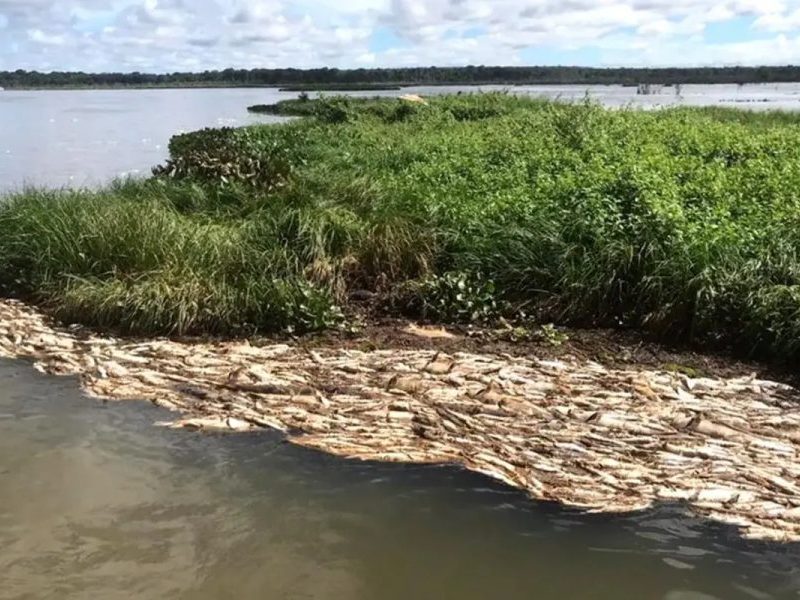 Mortandade de peixes em hidrelétrica de MT é analisada pela Justiça