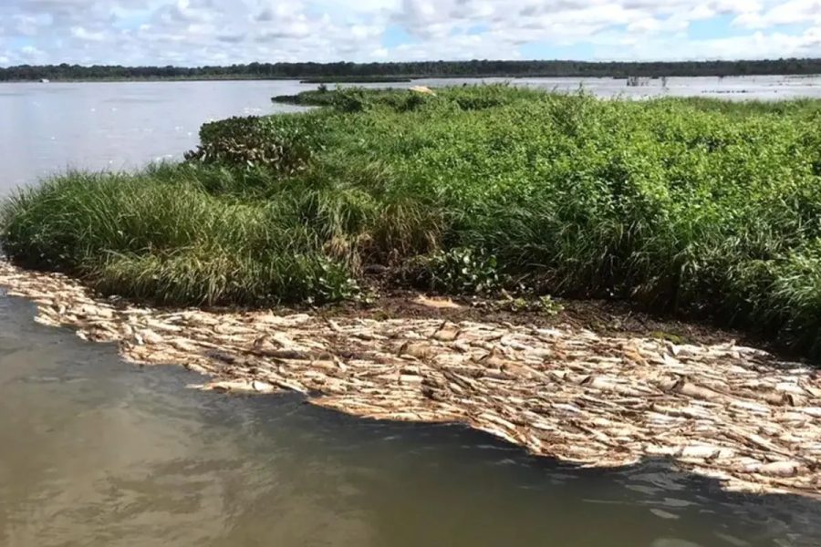 Morte de 5 mil peixes em hidrelétrica de MT volta à Justiça após 11 anos