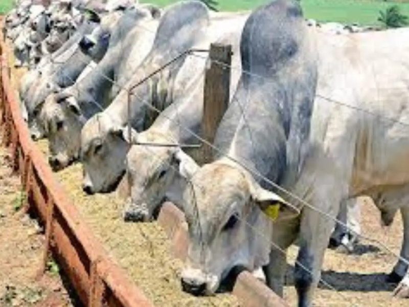 MT perde 1,2 milhão de bovinos em um ano, mas mantém maior rebanho do país