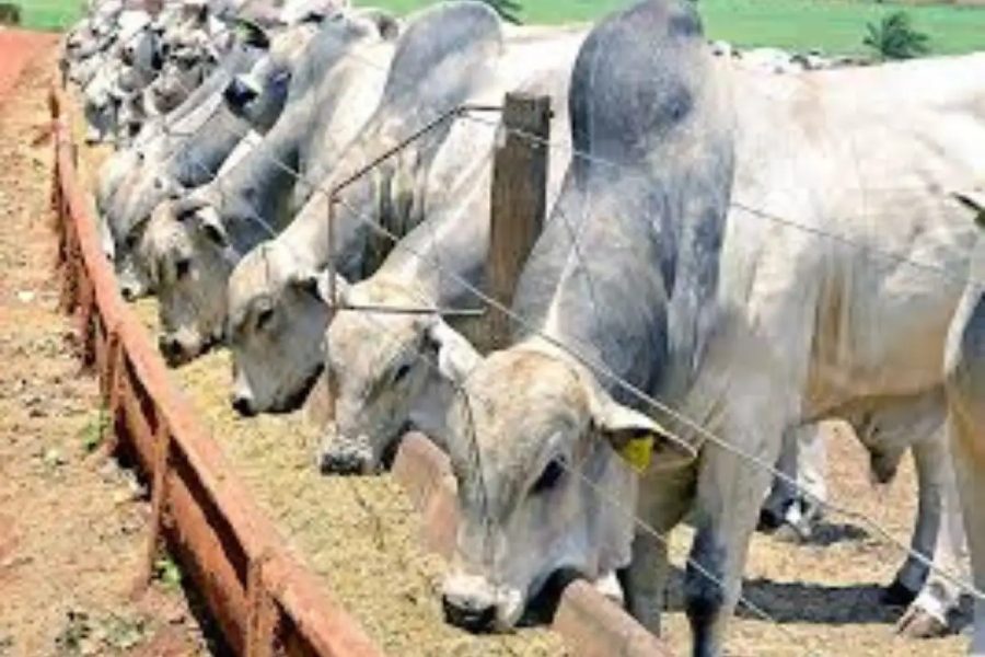 MT perde 1,2 milhão de bovinos em um ano, mas mantém maior rebanho do país