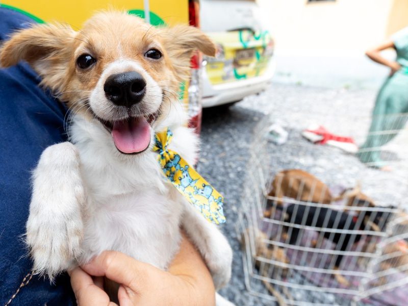 Dia das Crianças: BEA incentiva adoção responsável de animais
