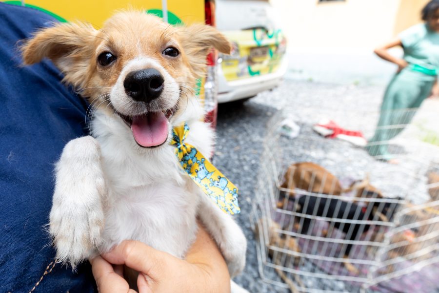 No Dia das Crianças, BEA amplia oportunidades para animais encontrarem um lar