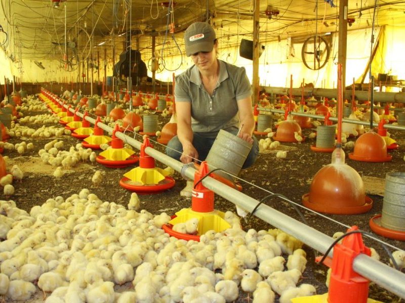 Novo foco da doença de Newcastle é confirmado em granja de Santa Catarina