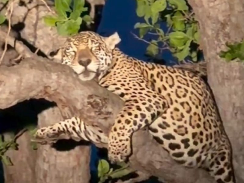 Onça-pintada grávida é flagrada dormindo em galho no Pantanal