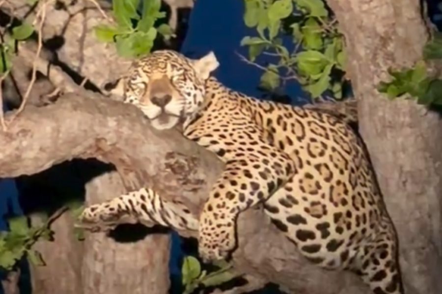 Onça-pintada grávida é flagrada dormindo em galho no Pantanal