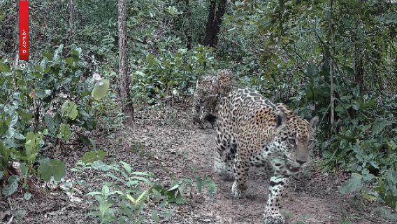 Onça-pintada que atacava gado aparece com dois filhotes no Pantanal de MT; veja vídeo