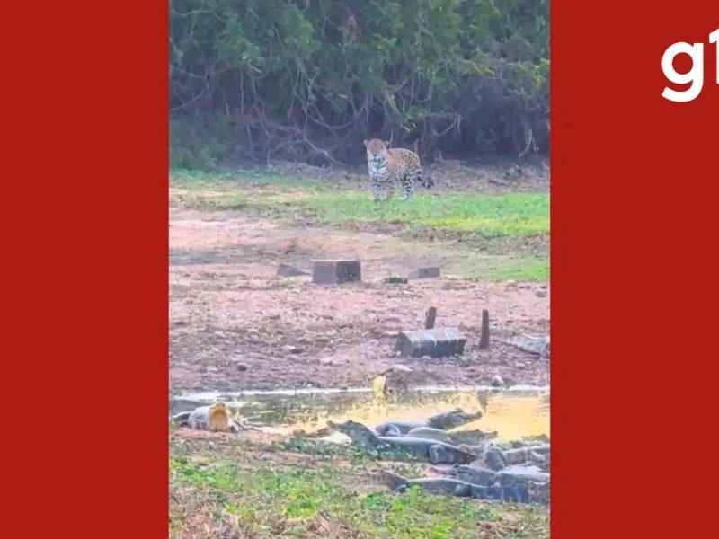 Onças-pintadas e jacarés se encontram em lagoa do Pantanal