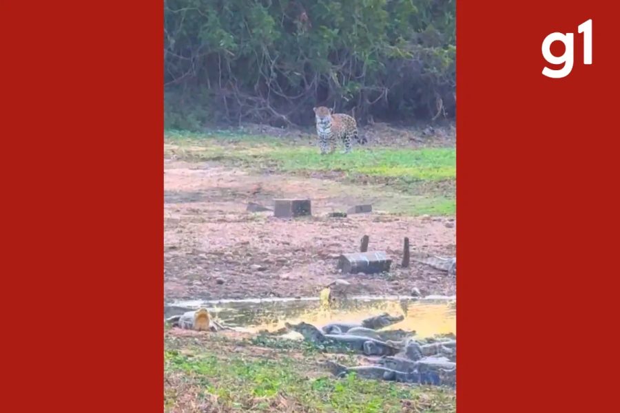 Onças-pintadas surpreendem jacarés durante ‘banho de sol’ no Pantanal de MT