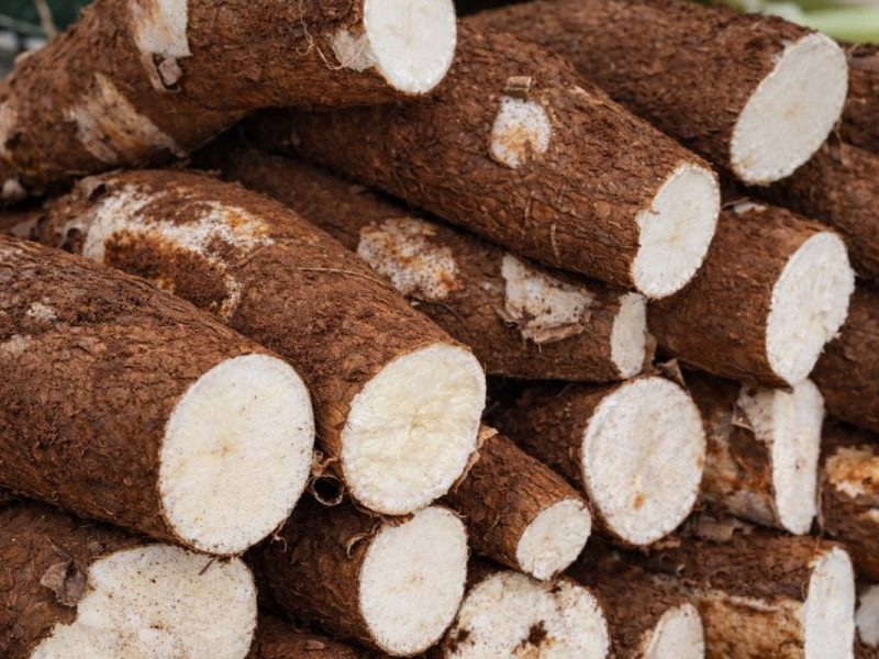 Planta mandioca? Atenção às novas regras contra a temida vassoura-de-bruxa