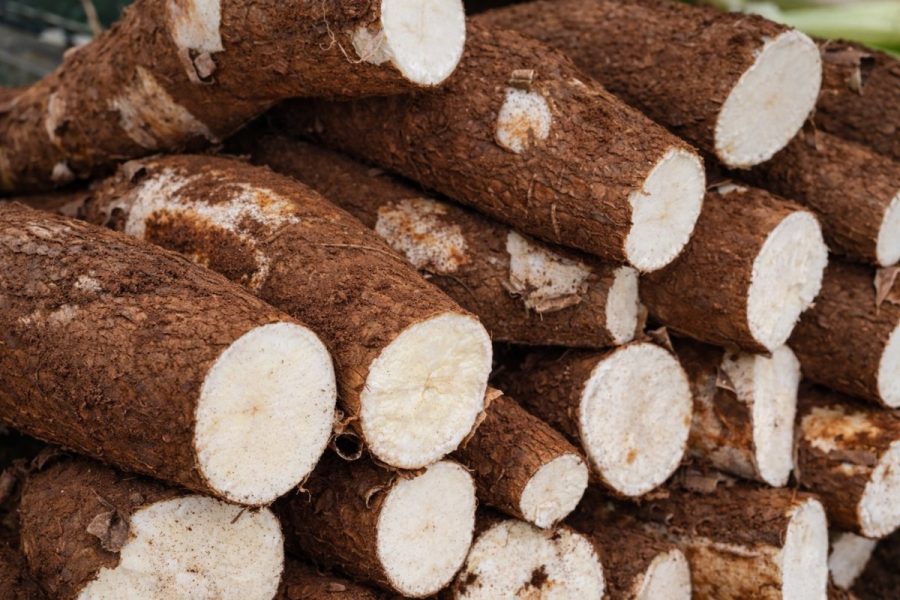 Planta mandioca? Atenção às novas regras contra a temida vassoura-de-bruxa