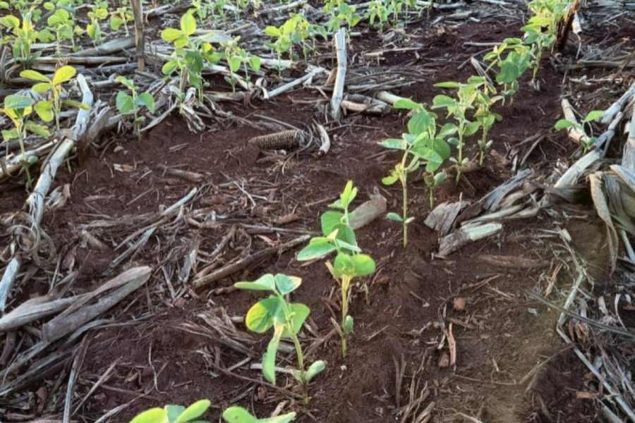 Plantio da soja chega a 89% em MT e supera ritmo do ano passado